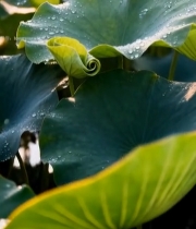  带水珠的荷叶特写(1)4602#竖屏 	 