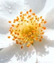  带水珠白色花朵特写3569#竖屏 	 