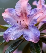  带水珠的粉紫色花朵特写7446#竖屏 	 