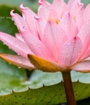  带水珠的粉色荷花特写(1)5525#竖屏 	 