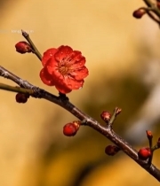  带水珠的红色梅花特写1073#竖屏 	 