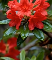  带水珠的红色花卉特写149#竖屏 	 