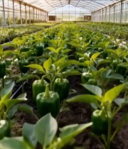  大棚内青椒种植场景6881#竖屏 	 