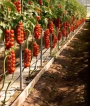  大棚内西红柿种植景象4227#竖屏 	 