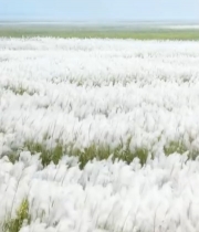  大片芦苇自然景观1504#竖屏 	 