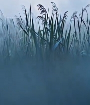  带露珠的草丛清晨景象1285#竖屏 	 