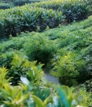  带露珠的茶树特写镜头4678#竖屏 	 