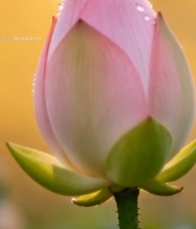  带露珠的粉色荷花特写2036#竖屏 	 