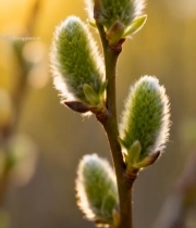 春日植物嫩芽特写素材3463#竖屏 	 