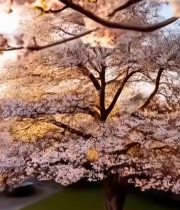  春日阳光下盛开的樱花570#竖屏 	 