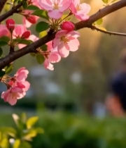  春日绽放的粉色花朵5514#竖屏 	 