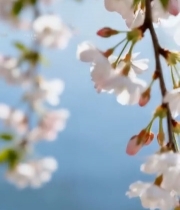  春日绽放的粉色樱花枝条246#竖屏 	 