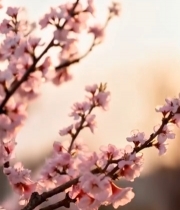  春日绽放的粉色桃花特写2064#竖屏 	 