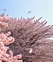  春日绽放的粉色樱花7437#竖屏 	 