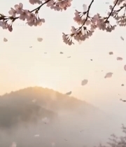  春日樱花花瓣飘落景象5020#竖屏 	 