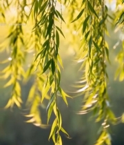  垂柳柳叶春日景象6169#竖屏 	 