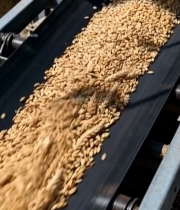  传送带上的小麦7736#竖屏 	 