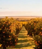  橙子果园丰收景象3740#竖屏 	 