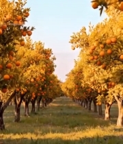  橙子果园果实累累全景6337#竖屏 	 