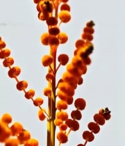  橙色绒毛状花朵特写2608#竖屏 	 