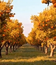  橙子果园全景(1)3450#竖屏 	 