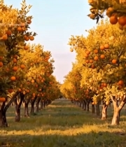  橙子果园全景(1)3450#竖屏 	 