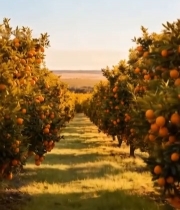  橙子果园田园风光161#竖屏 	 