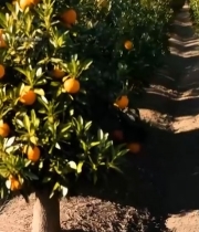  橙子果园成熟果实景象2598#竖屏 	 