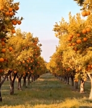  橙子果园风景2073#竖屏 	 