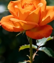  橙色玫瑰特写338#竖屏 	 