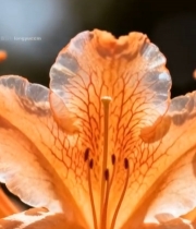  橙色花朵微距特写4261#竖屏 	 