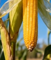  成熟玉米特写素材1106#竖屏 	 