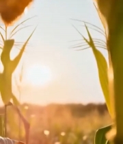  成熟玉米特写素材(2)1558#竖屏 	 