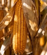  成熟玉米特写(3)2259#竖屏 	 