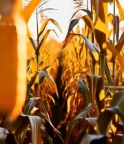  成熟玉米特写(4)2835#竖屏 	 