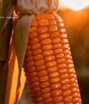  成熟玉米特写素材(1)1311#竖屏 	 