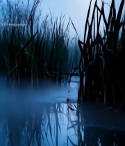  晨雾中芦苇与水面景象2735#竖屏 	 