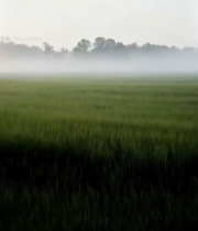  晨雾中的绿色田野2086#竖屏 	 