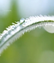  草叶上的露珠微距画面336#竖屏 	 