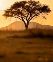  草原孤树夕阳风景884#竖屏 	 