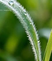  草叶上的水珠特写3622#竖屏 	 