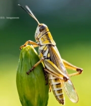  草叶上的蝗虫微距特写6563#竖屏 	 