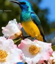  彩色小鸟栖息于粉色花朵上2225#竖屏 	 