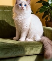  布偶猫坐沙发上(1)5364#竖屏 	 