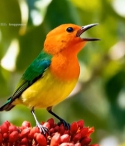  彩色小鸟站枝头张嘴姿态4911#竖屏 	 