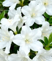  白色花朵特写素材(2)5492#竖屏 	 