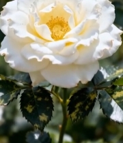  白色月季花特写1407#竖屏 	 