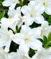  白色花朵特写素材(2)5492#竖屏 	 