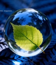  玻璃球内绿叶特写4861#竖屏 	 