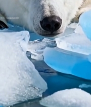  北极熊趴冰休憩特写1159#竖屏 	 